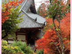 日本京都薛仁明高雄山神護寺，深秋楓紅絕代風華，這般盛景誰能不愛？